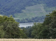 Blick auf den Rhein